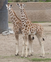 321-0181 Safari Park - Baby Giraffes